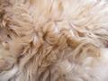 Siamese cat hair