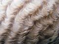 Cat hair, Curly cat hair texture