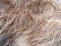 Animal hair texture Animal hair texture Animal hair texture Animal hair texture Animal hair texture Animal hair texture Animal hair texture Animal hair texture Animal hair texture