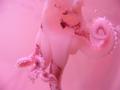 Underwater squid