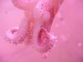Underwater squid