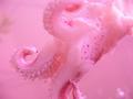 Underwater squid
