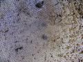 Mash strainer