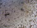 Mash strainer