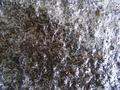 Mash strainer