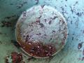 Mash strainer