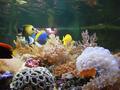 Aquarium