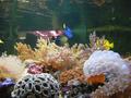 Aquarium