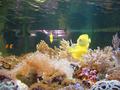 Aquarium