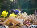 Aquarium