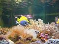 Aquarium