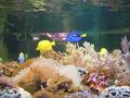 Aquarium