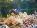 Aquarium