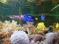 Aquarium