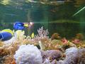 Aquarium
