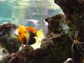 Aquarium
