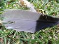 Feather