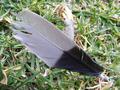 Feather