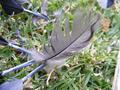 Feather