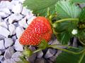Fruit