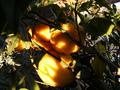 Fruit