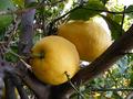 Fruit
