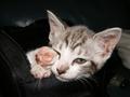 Kitten