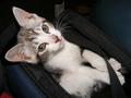 Kitten