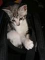 Kitten