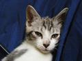 Kitten