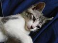 Kitten