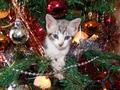 Kitten