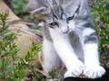 Kitten