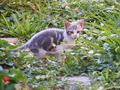 Kitten