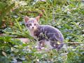 Kitten