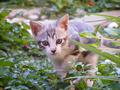 Kitten