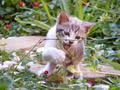 Kitten