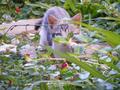 Kitten