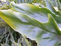 Leaves