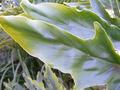 Leaves