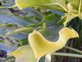 Leaves