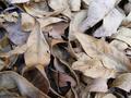 Leaves