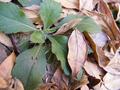 Leaves