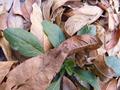 Leaves