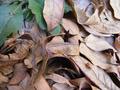 Leaves