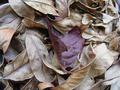 Leaves