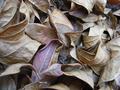 Leaves