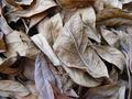 Leaves