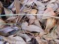 Leaves