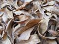 Leaves